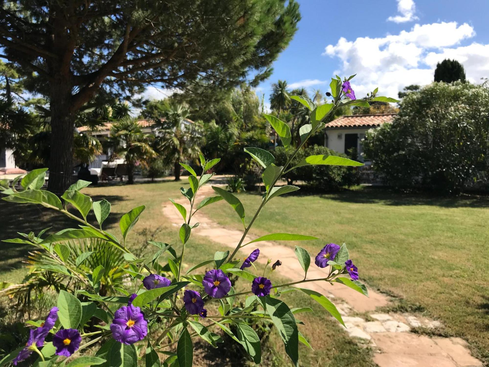 Le Jardin Des Portes Bed and Breakfast Les Portes-en-Re Exterior foto